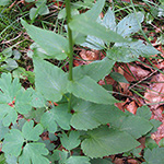 Phyteuma spicatum - Ährige Teufelskralle
