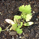 Pimpinella anisum - Anis