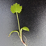 Pimpinella anisum - Anis