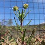 Plantago afra - Flohsamen-Wegerich