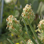 Plantago afra - Flohsamen-Wegerich