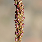 Plantago uliginosa - Kleiner Wegerich