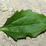 Plantago uliginosa - Kleiner Wegerich