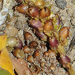Plantago uliginosa - Kleiner Wegerich