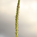 Plantago uliginosa - Kleiner Wegerich