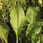 Plantago uliginosa - Kleiner Wegerich