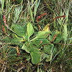 Plantago uliginosa - Kleiner Wegerich