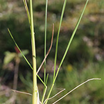 Poa angustifolia - Schmalblättriges Rispengras
