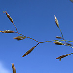 Poa palustris - Sumpf-Rispengras