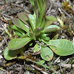 Polygala amarella - Sumpf-Kreuzblümchen