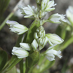 Polygala amarella - Sumpf-Kreuzblümchen