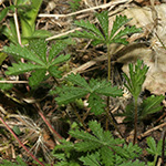 Potentilla heptaphylla - Rötliches Fingerkraut
