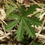 Potentilla heptaphylla - Rötliches Fingerkraut