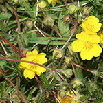Potentilla heptaphylla - Rötliches Fingerkraut