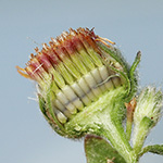 Pulicaria vulgaris - Kleines Flohkraut