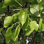 Pyrus calleryana - Chinesische Wild-Birne