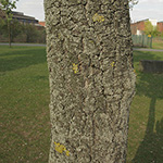 Pyrus calleryana - Chinesische Wild-Birne