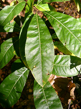 Quercus imbricaria