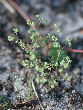Radiola linoides