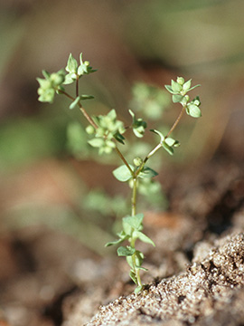 Radiola linoides
