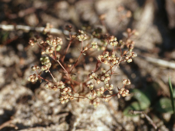 Radiola linoides