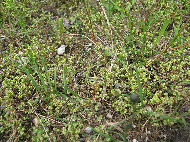 Radiola linoides
