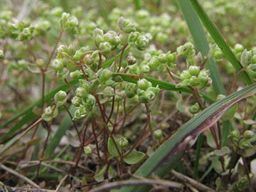 Radiola linoides