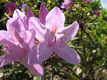 Rhododendron ponticum