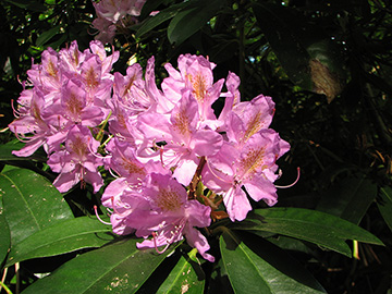 Rhododendron ponticum