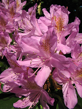Rhododendron ponticum