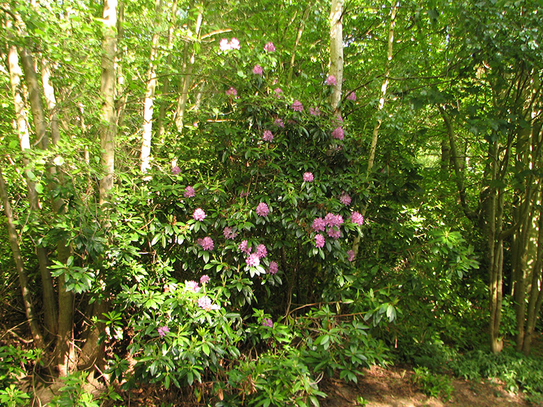Rhododendron ponticum