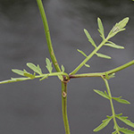 Rorippa sylvestris - Wilde Sumpfkresse