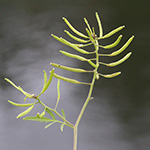 Rorippa sylvestris - Wilde Sumpfkresse