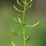 Rorippa palustris - Gewöhnliche Sumpfkresse