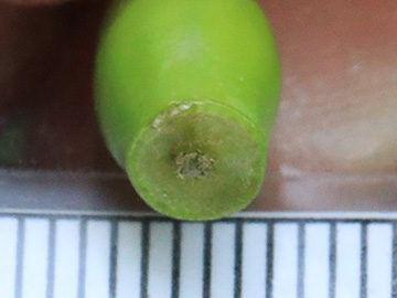 Rosa corymbifera