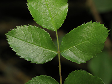 Rosa corymbifera