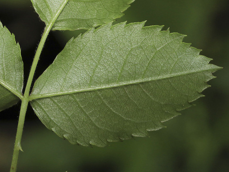 Rosa corymbifera