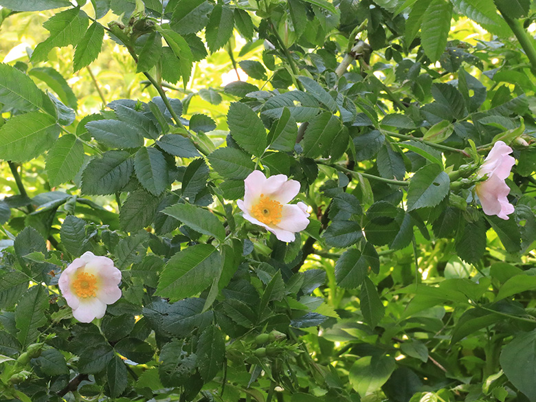 Rosa corymbifera