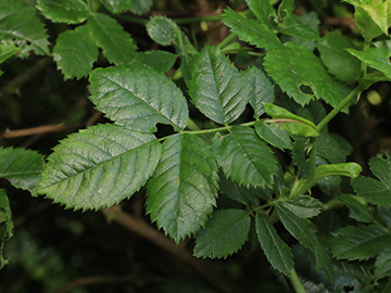 Rosa corymbifera