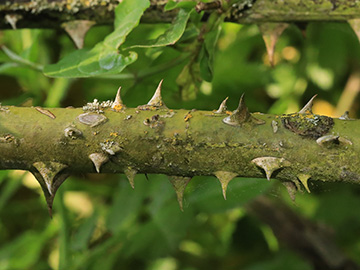 Rosa corymbifera