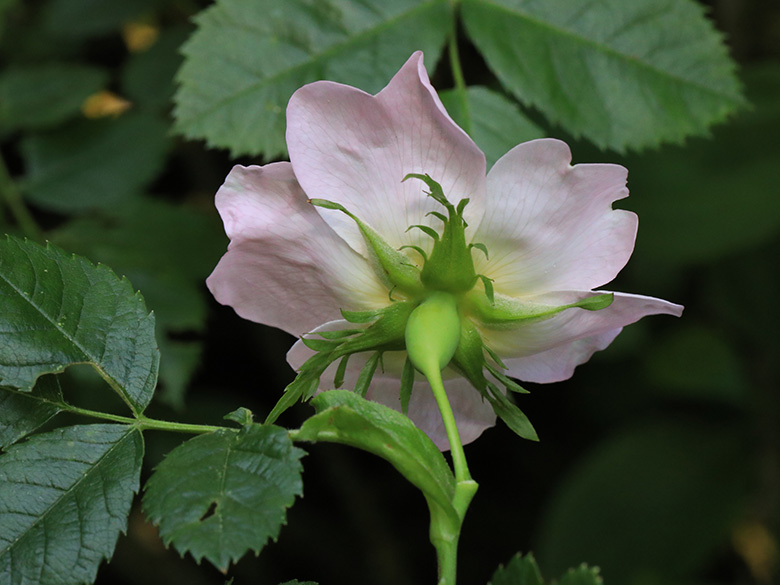 Rosa corymbifera
