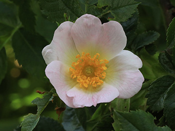 Rosa corymbifera