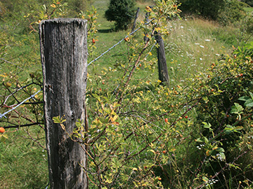 Rosa corymbifera