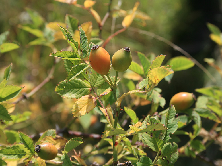 Rosa corymbifera