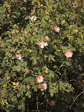 Rosa subcanina
