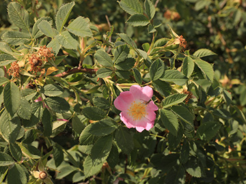 Rosa subcanina