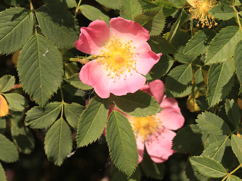 Rosa subcanina