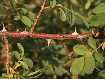 Rosa subcanina