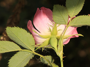 Rosa subcanina