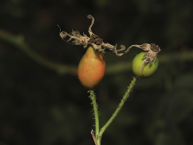 Rosa tomentosa